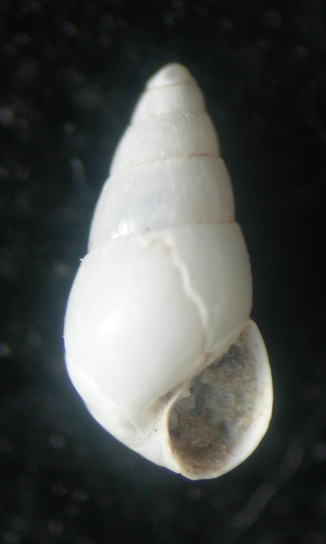 odostomia